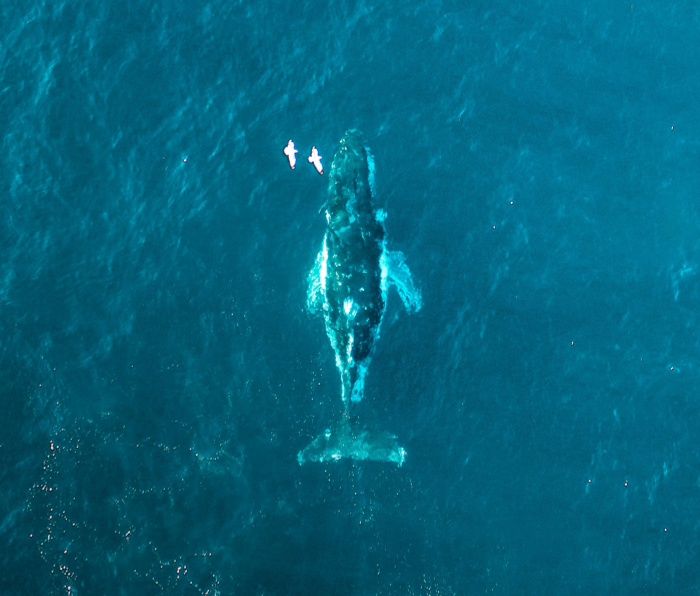 Whale underwater